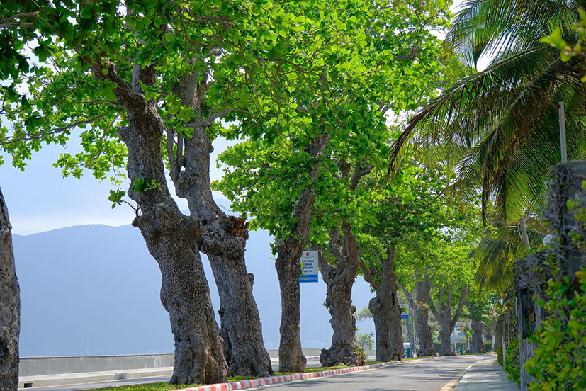 Hàng cây bàng cổ thụ trên đường Tôn Đức Thắng.