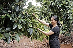 Thời tiết bất lợi, trái cây vụ hè thất thu