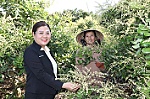 Nông dân tăng thu nhập nhờ quỹ tín dụng nhân dân