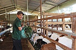 Giá dê thịt tăng cao, người chăn nuôi phấn khởi