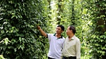 Giải ngân hơn 1,3 tỷ đồng cho dự án chăm sóc hồ tiêu
