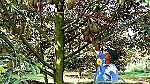 Châu Đức có 124ha sầu riêng được cấp mã số vùng trồng