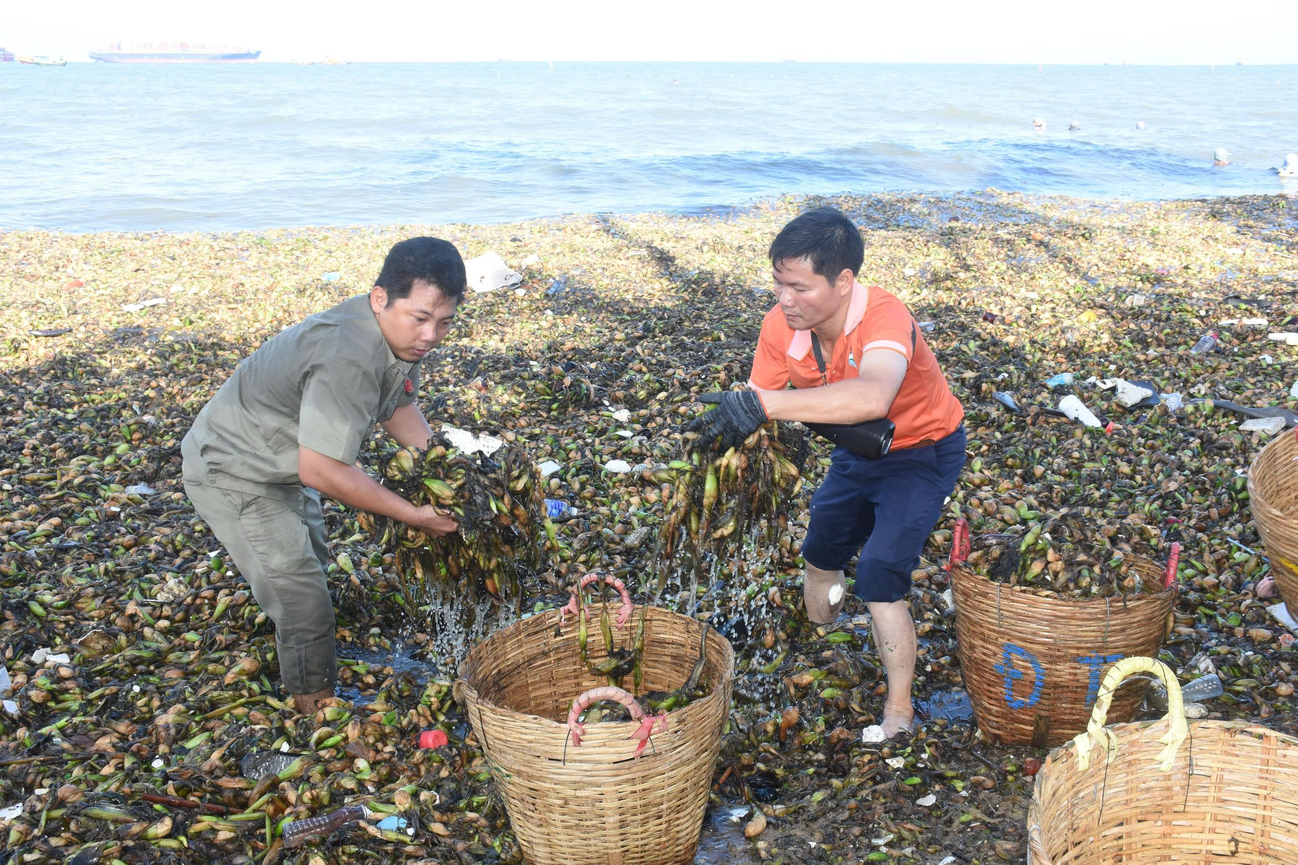 Hơn 300 người tham gia thu gom rác đại dương
