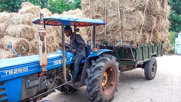 Ông Đào Văn Tâm (xã Đá Bạc, huyện Châu Đức) chở rơm cuộn từ đồng về dự trữ trong kho.
