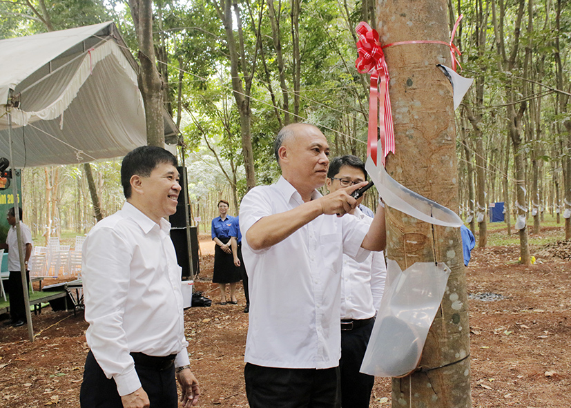 Lãnh đạo Công ty CP Cao su Bà Rịa thực hiện những lát cạo đầu tiên mùa thu hoạch mủ năm 2025.