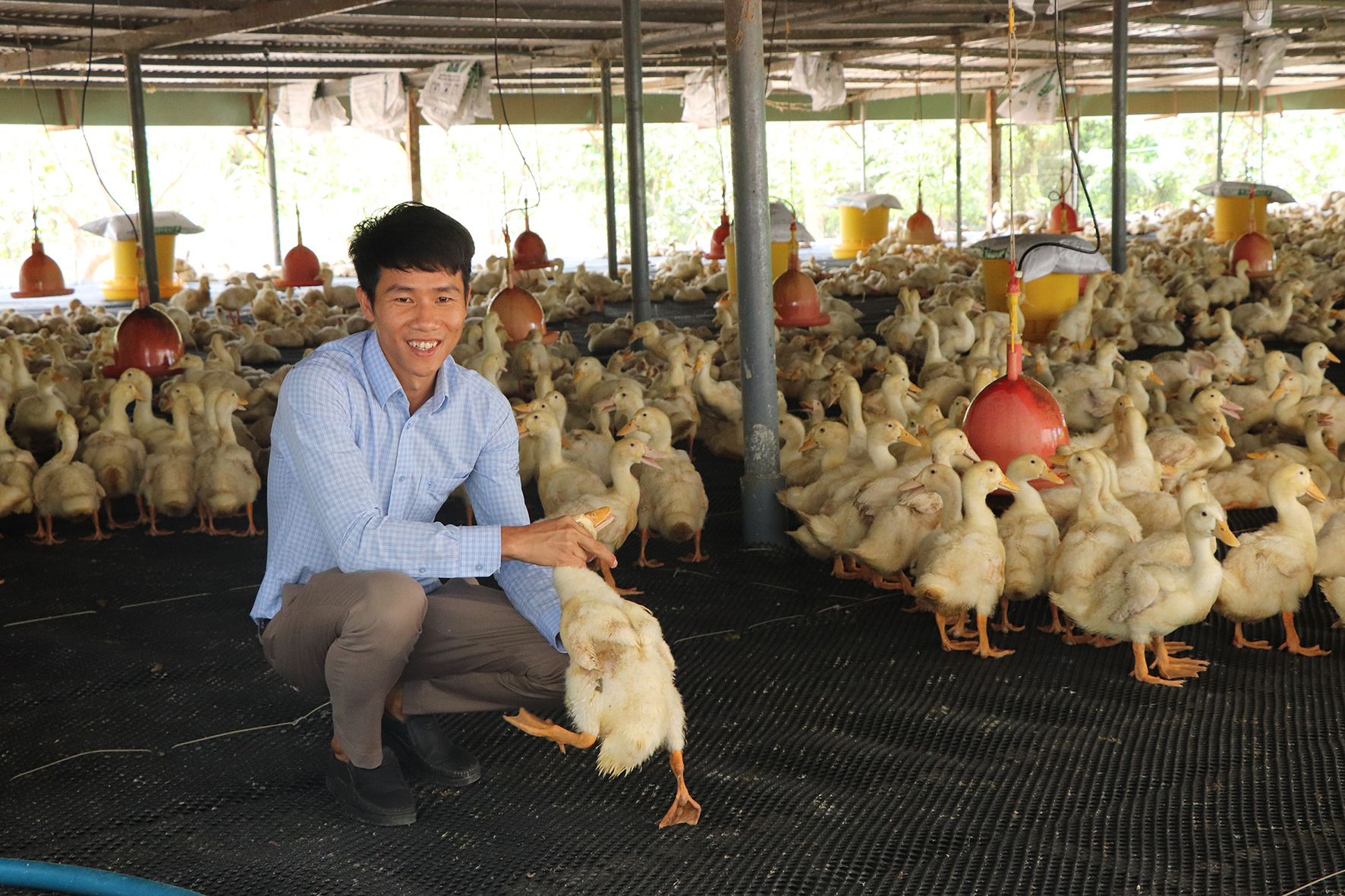 Ông Nguyễn Văn Trung, Chủ tịch HĐQT kiêm Giám đốc HTX Vịt thịt Xuyên Mộc trong trại nuôi vịt của gia đình.