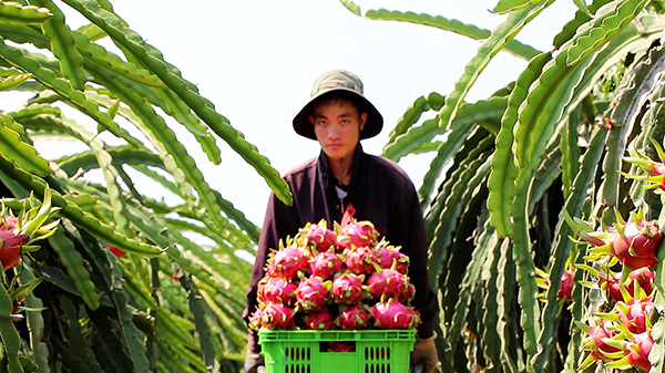 Xuyên Mộc có trên 300ha diện tích trồng thanh long, chủ yếu là thanh long ruột đỏ xuất khẩu.