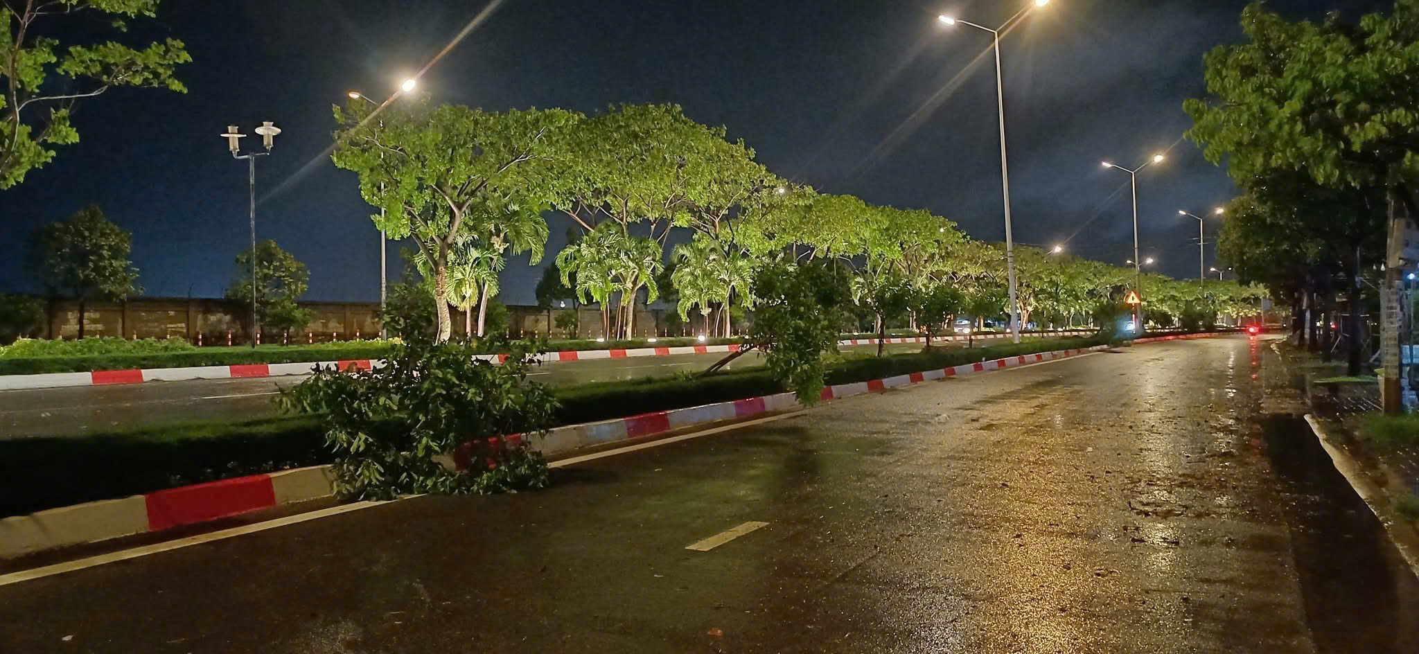 Hàng loạt cây huỳnh liên đổ sạp xuống đường 2/9 TP. Vũng Tàu trong trận giông lốc tối 29/5