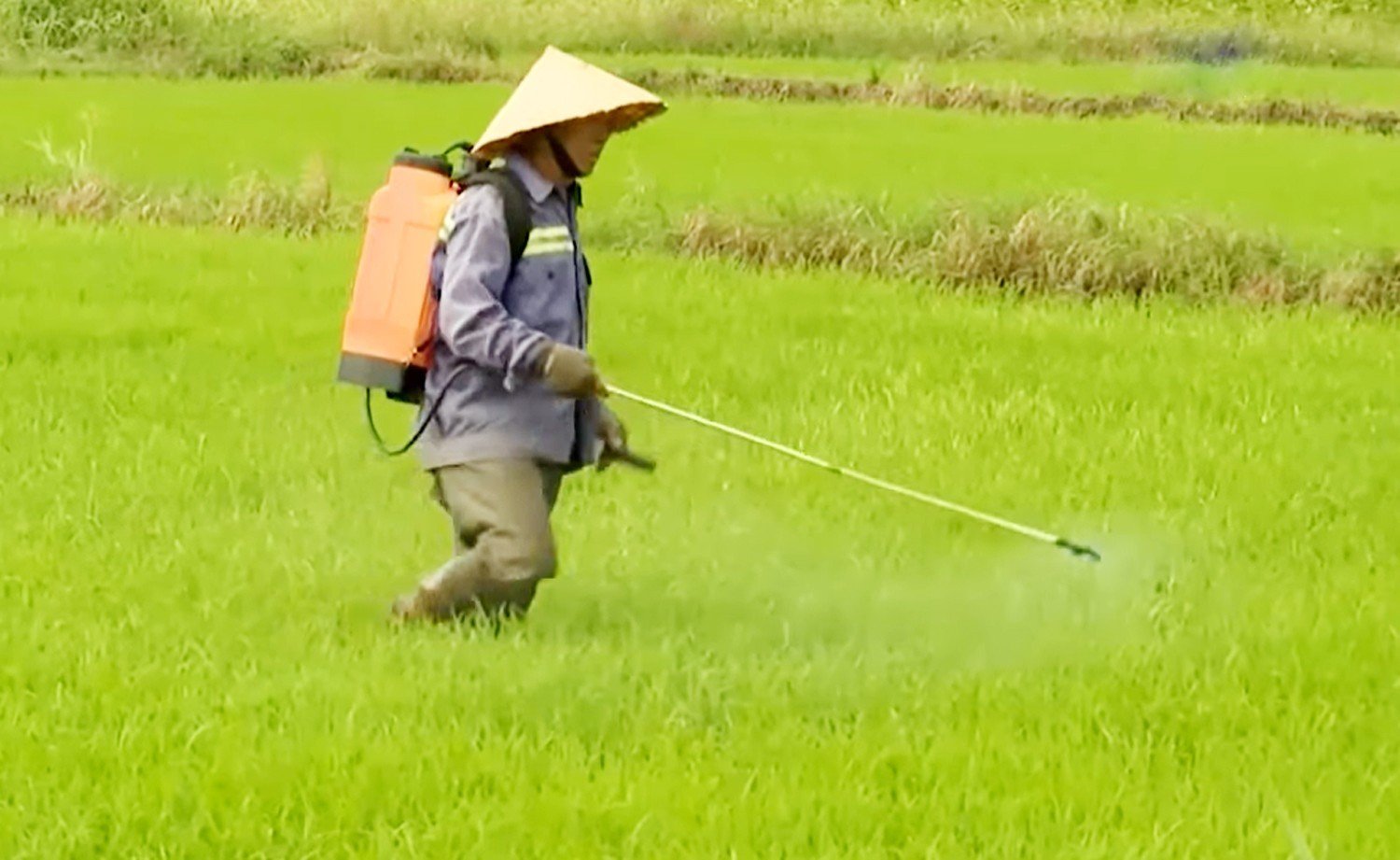 Nông dân xã Tam An, huyện Long Đất chăm sóc lúa Hè Thu.