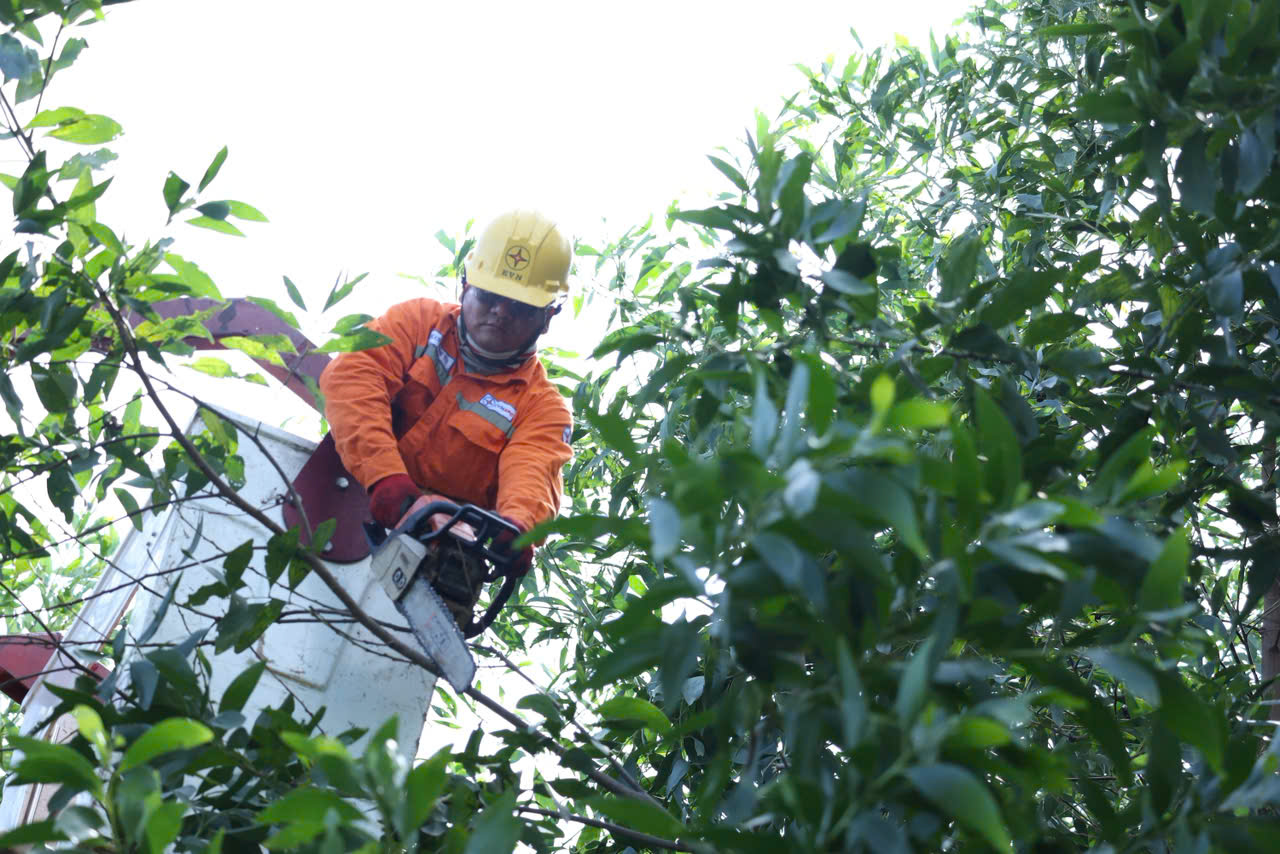 Nhân viên Công ty Điện lực Bà Rịa-Vũng Tàu cắt cây, tỉa cành 