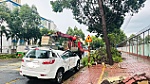 Cây xanh đổ đè bẹp xe ô tô đậu bên đường