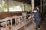 Theo dõi chặt chẽ tình hình dịch bệnh vật nuôi