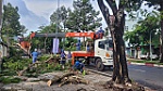 Hàng loạt cây xanh tại Bà Rịa gãy đổ sau dông lốc