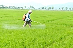 Nông dân lo ngại sâu bệnh vụ lúa hè thu