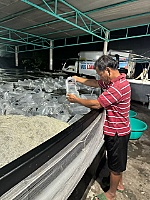 Giá tôm thẻ chân trắng giảm hơn 50 ngàn đồng/kg