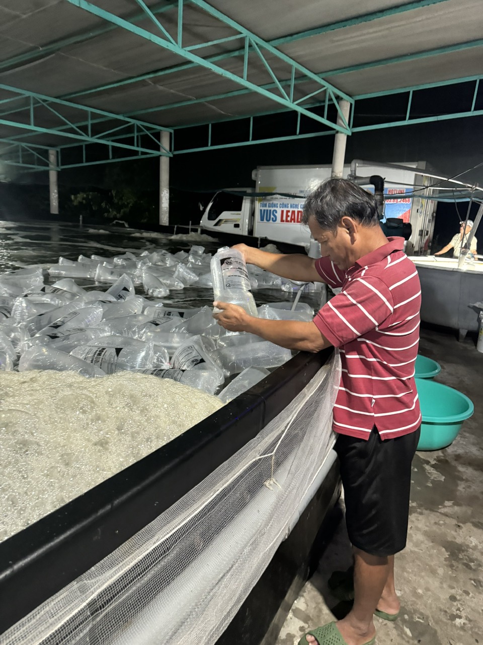 Giá tôm thẻ chân trắng giảm hơn 50 ngàn đồng/kg