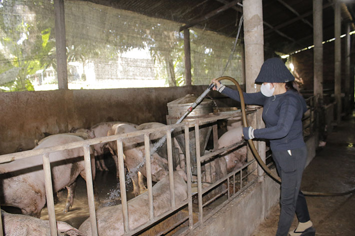 Nông dân huyện Châu Đức chăm sóc đàn heo.