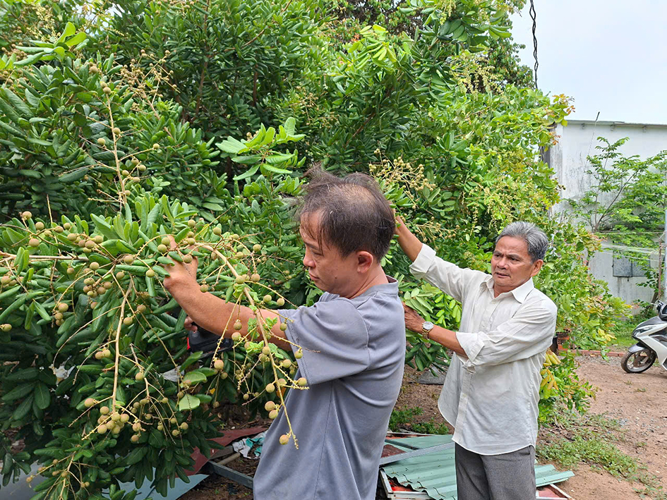 Anh Lưu Quốc Đống (trái) chăm sóc vườn nhãn của gia đình.
