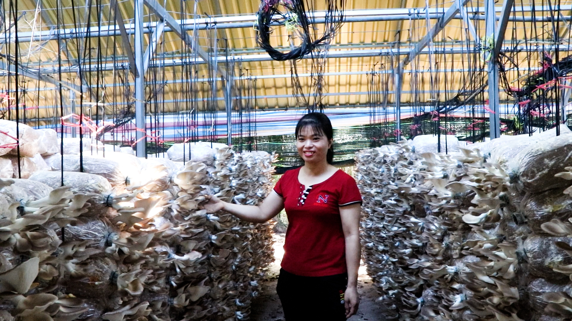 Bà Nguyễn Thị Hoài, ấp 1, xã Tóc Tiên (TP.Phú Mỹ) cho biết, nấm bào ngư xám được trồng 2 đợt/năm, mỗi đợt thu hoạch kéo dài trong 4 tháng.