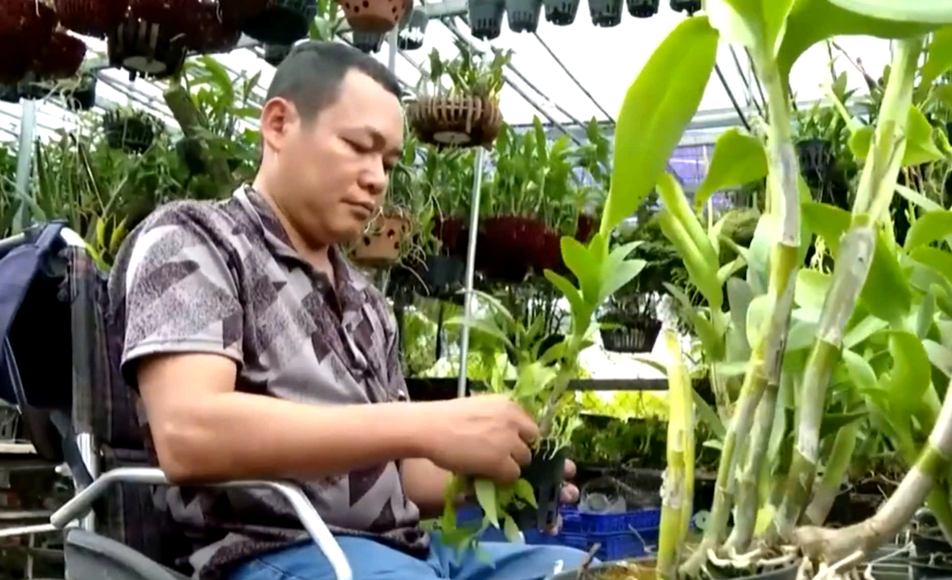 Anh Nguyễn Hải Đăng chăm sóc hoa lan.