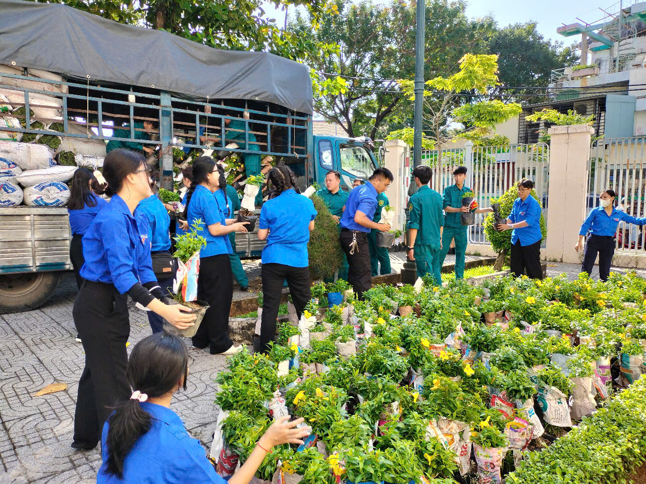 Đoàn viên thanh niên phường Vũng Tàu tiếp nhận cây xanh để phân phối về cho các khu phố.